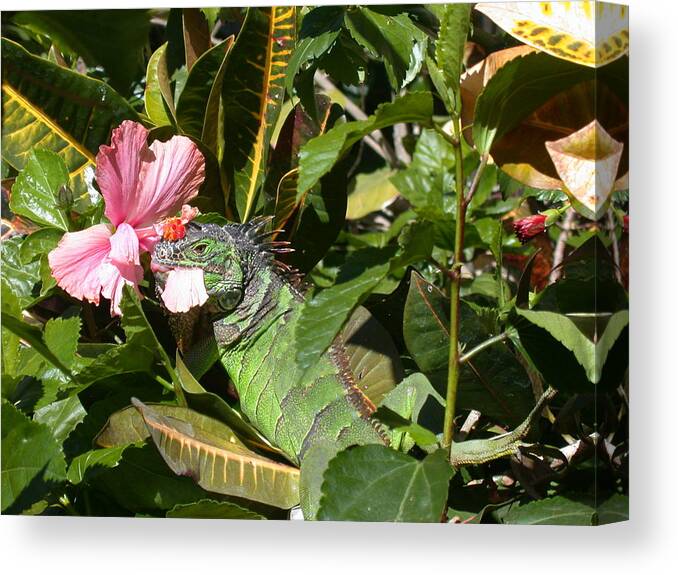 Iguana Canvas Print featuring the photograph A Colorful Meal by Shane Bechler