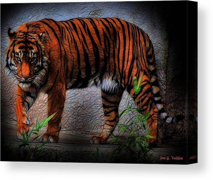 Tiger Canvas Print featuring the photograph A Dangerous Tiger by Jon Volden
