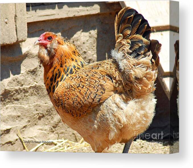 Farm Animals Canvas Print featuring the photograph A day at the farm by Cindy Manero