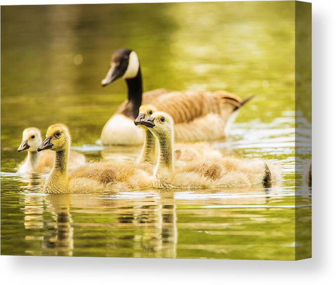 Goose Canvas Print featuring the photograph A Goosey Family Affair by Bill and Linda Tiepelman
