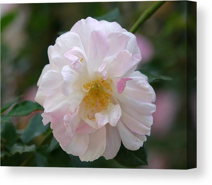 Pink Rose Canvas Print featuring the photograph A pale shade of pink by Rita Adams