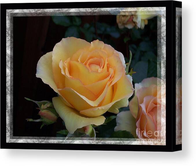 Rose Canvas Print featuring the photograph A Peach of a Rose by Barbara R MacPhail