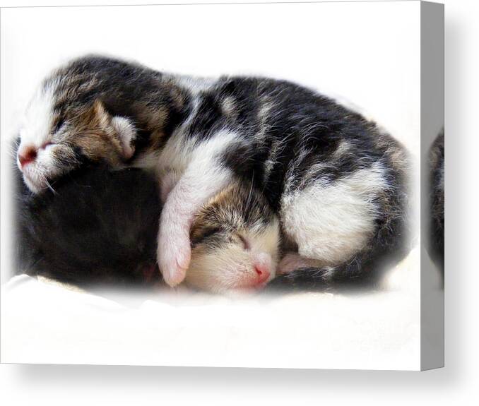 Cat Canvas Print featuring the photograph A pile of Pussies by Linsey Williams