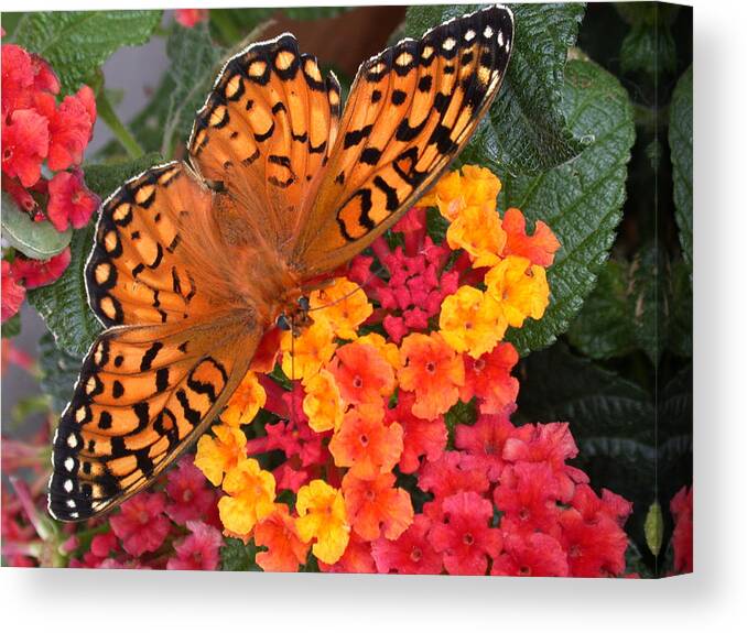 Butterfly Canvas Print featuring the photograph A Quick Snack by Shane Bechler