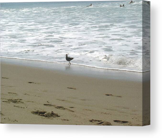 Ocean Canvas Print featuring the pyrography A seagull playing with waves by Hiroko Sakai