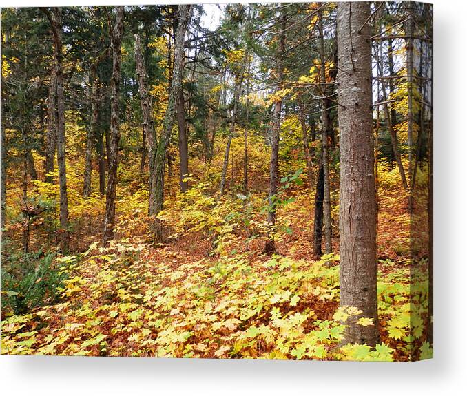 Wood Canvas Print featuring the photograph A walk in the woods 1 by Pema Hou