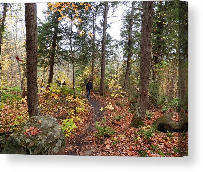 Nature Canvas Print featuring the photograph A walk in the woods 3 by Pema Hou