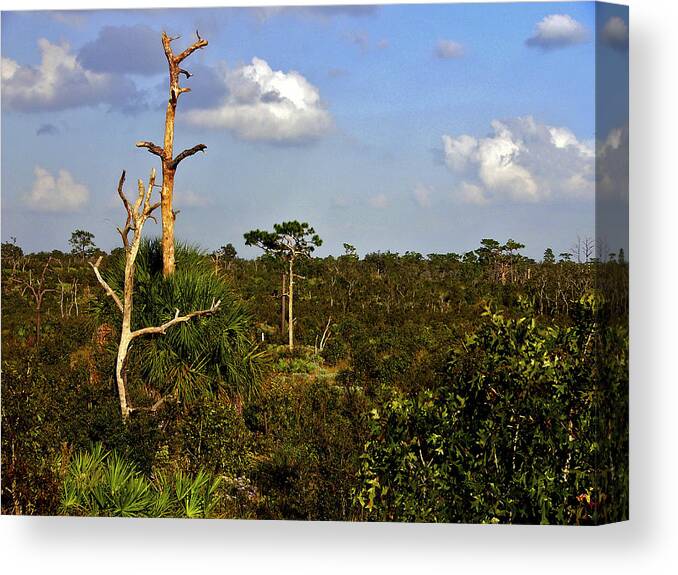 Blue Sky Canvas Print featuring the photograph Abyss. Lake Wales Ridge. by Chris Kusik