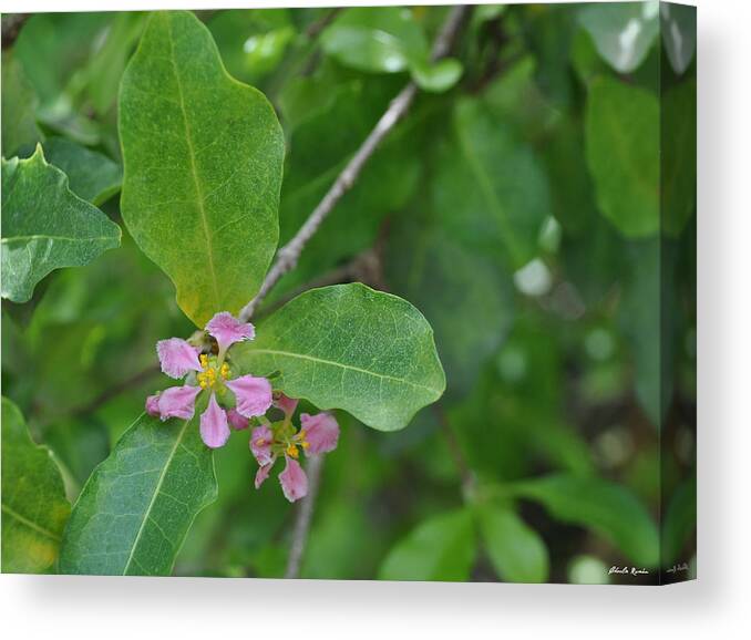 Photo Canvas Print featuring the photograph Acerola by Charlie Roman