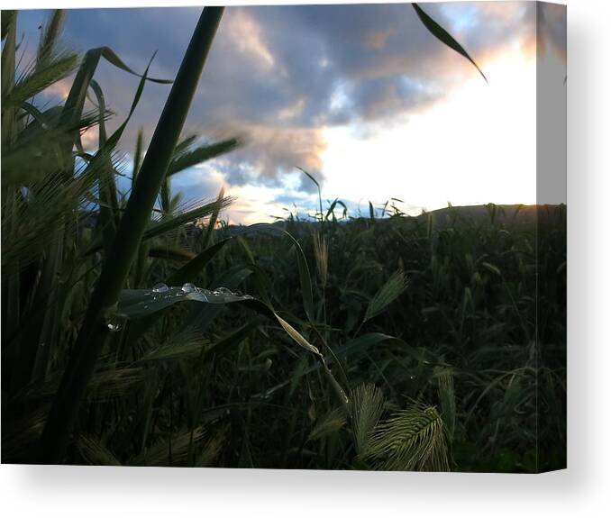 Water Canvas Print featuring the photograph After the Rain by Paul Foutz