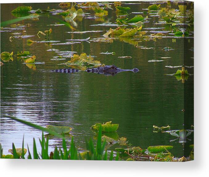 American Alligator Canvas Print featuring the photograph Alligator March 12 2013 by Christopher Mercer