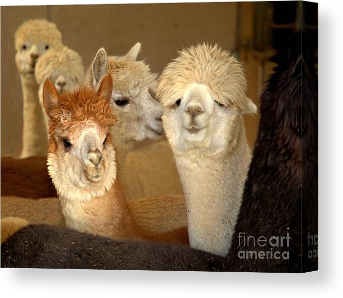 Greeting Card Canvas Print featuring the photograph Alpaca Greeting by Roxie Crouch