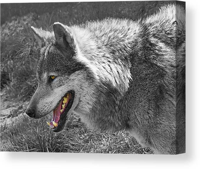 Grey Wolf Canvas Print featuring the photograph Alpha Male Wolf - You Look Tasty 2 by Gill Billington