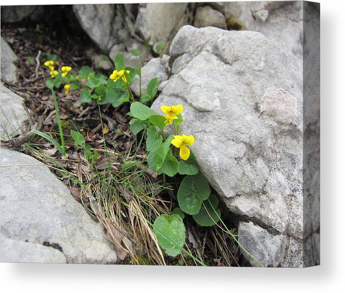Flower Canvas Print featuring the photograph Alpine Beauty 1 by Pema Hou