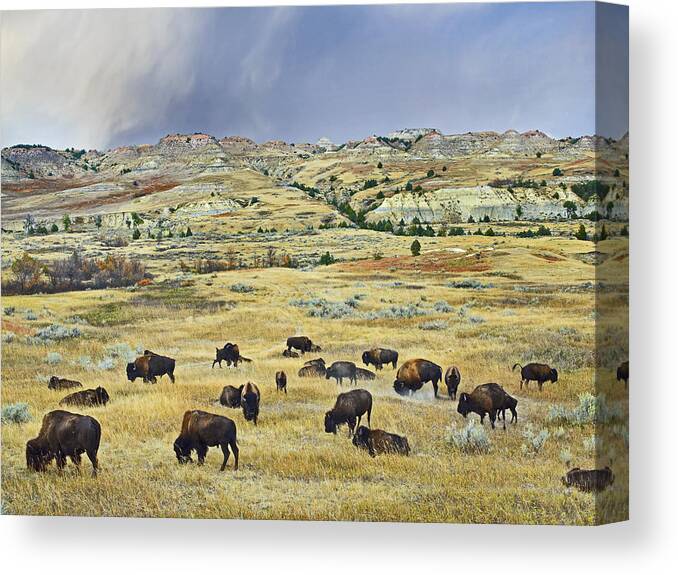 00176897 Canvas Print featuring the photograph American Bison Herd Grazing by Tim Fitzharris