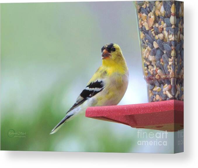 American Goldfinch Birds Canvas Print featuring the photograph American Goldfinch at the Feeder 04 by Robert ONeil