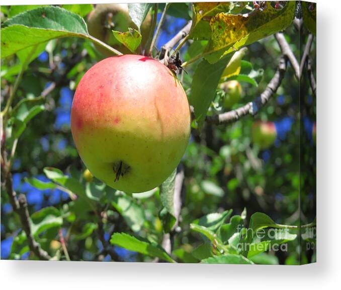 Apple Canvas Print featuring the photograph An Apple a Day by David Lankton