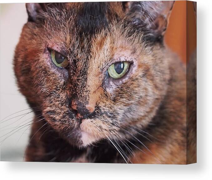 Tortoiseshell Canvas Print featuring the photograph Andelain by Rona Black