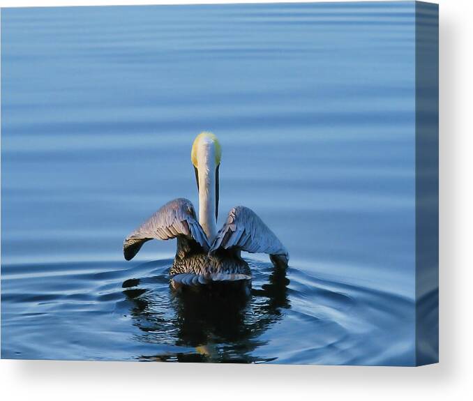 Brown Pelican Canvas Print featuring the photograph Angel Wings by Oscar Alvarez Jr