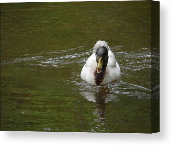 Crested Duck Canvas Print featuring the photograph Angry Crested Duck by James Potts