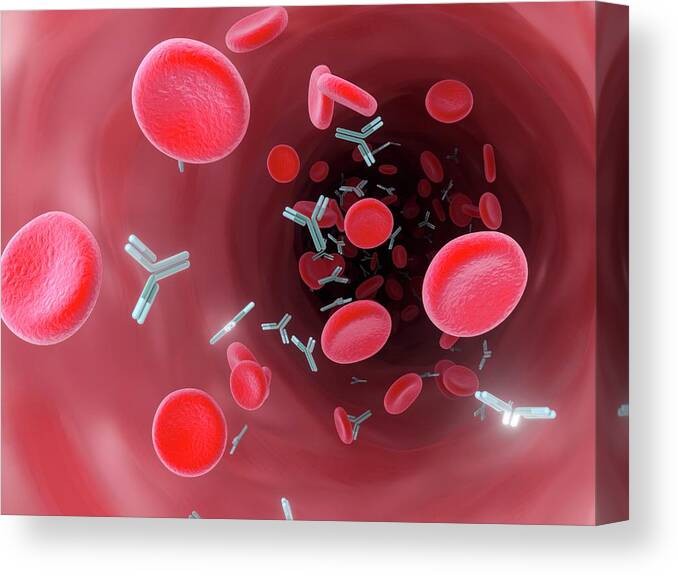Nobody Canvas Print featuring the photograph Antibodies In Bloodstream by Maurizio De Angelis