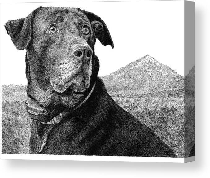 Black Lab Canvas Print featuring the drawing Arkansas Lab by Rob Christensen