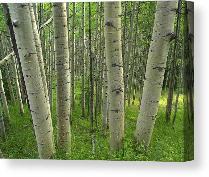 00176065 Canvas Print featuring the photograph Aspen Forest in Spring by Tim Fitzharris