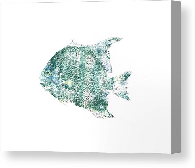 Fish Canvas Print featuring the mixed media Atlantic Spadefish by Nancy Gorr