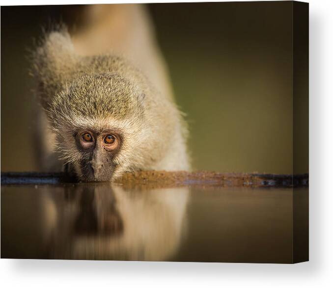 Vervet Canvas Print featuring the photograph Attentive by Jaco Marx