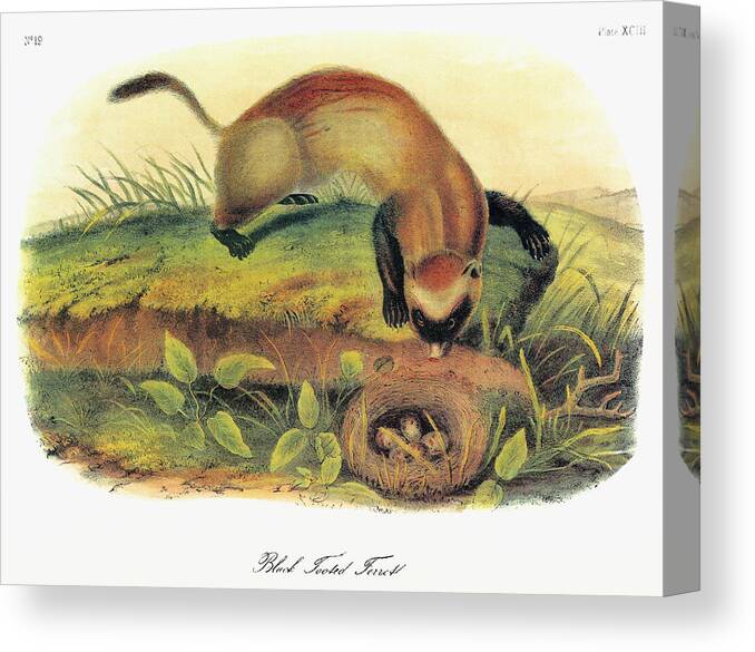 1851 Canvas Print featuring the painting Black-footed Ferret by John Audubon