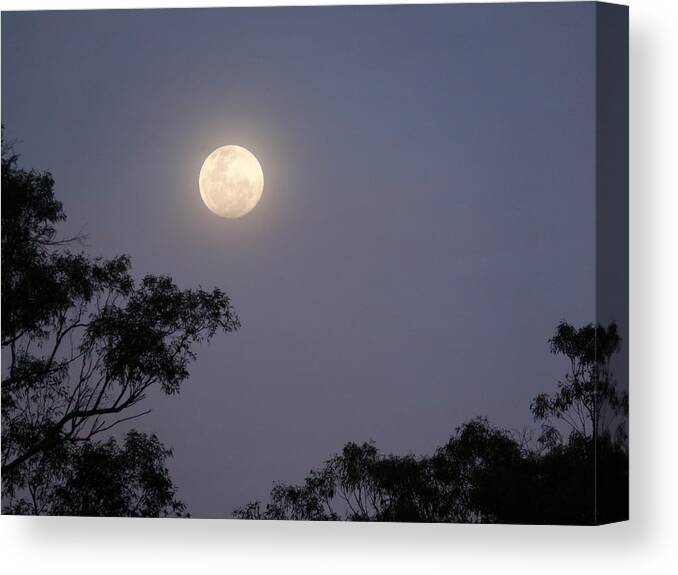 Moon Canvas Print featuring the photograph August Moon by Evelyn Tambour
