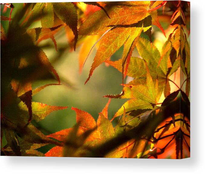 Autumn Canvas Print featuring the photograph Autumn by Edwin Alverio