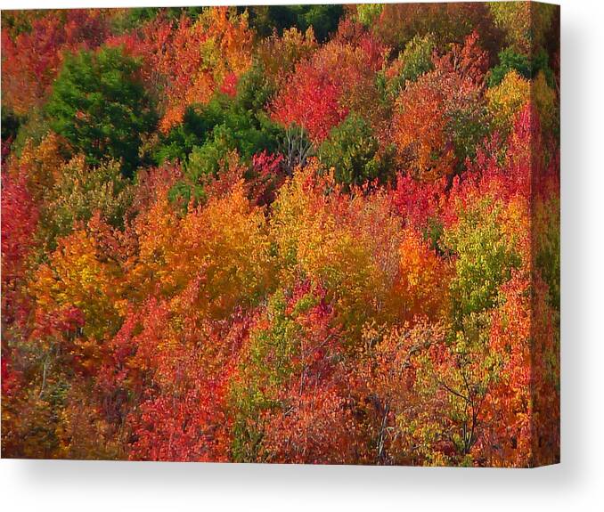 Autumn Canvas Print featuring the photograph Autumn Forest by Aimee L Maher ALM GALLERY