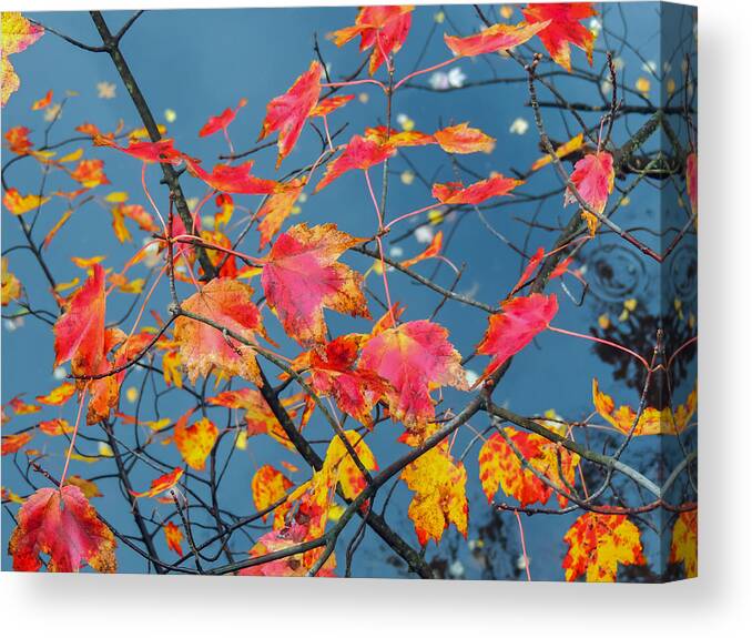 Autumn Canvas Print featuring the photograph Autumn Leaves by Robert Mitchell