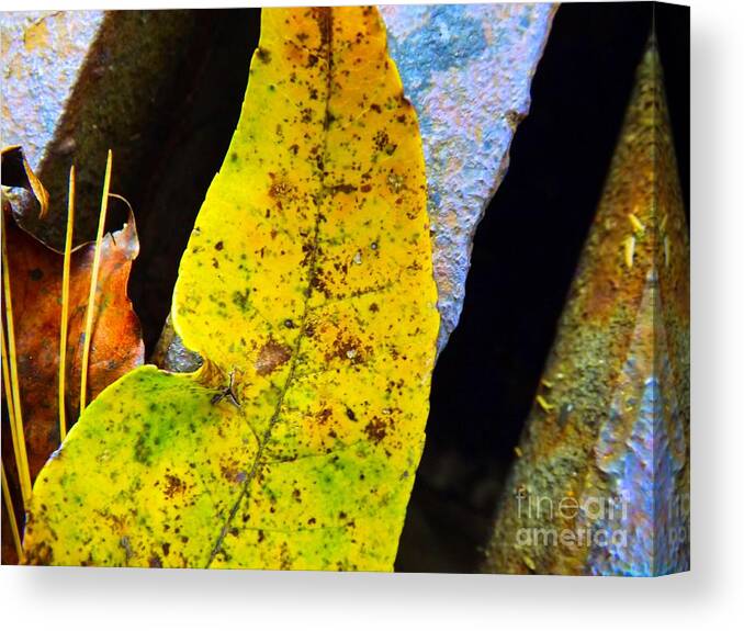 Autumn Canvas Print featuring the photograph Autumn Leaves by Robyn King