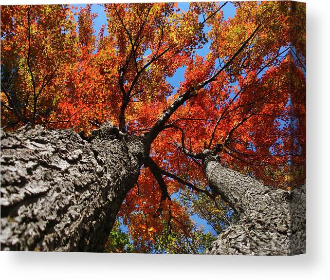 Autumn Canvas Print featuring the photograph Autumn Maple Trees by Christina Rollo