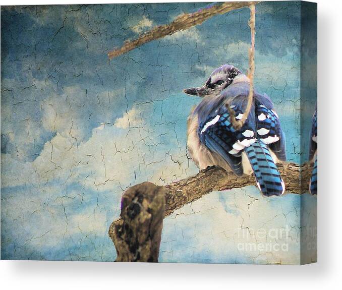 Blue Jay Canvas Print featuring the photograph Baby Blue Jay in Winter by Janette Boyd