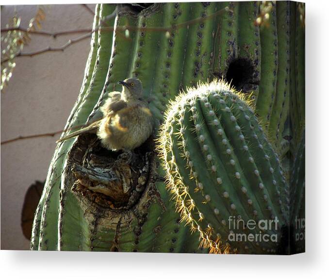 Bird Canvas Print Canvas Print featuring the photograph Baby Chick in Sahuaro Cactus by Jayne Kerr 