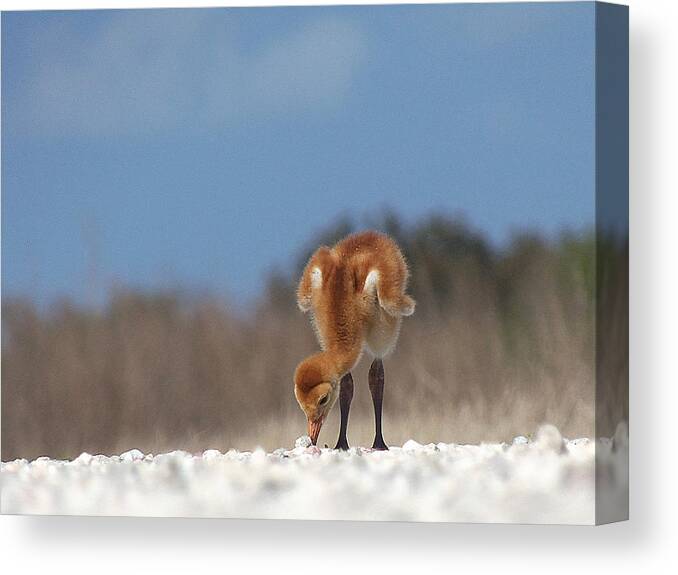 Fine Art Photograph Canvas Print featuring the photograph Baby Sandhill Crane 072 by Christopher Mercer
