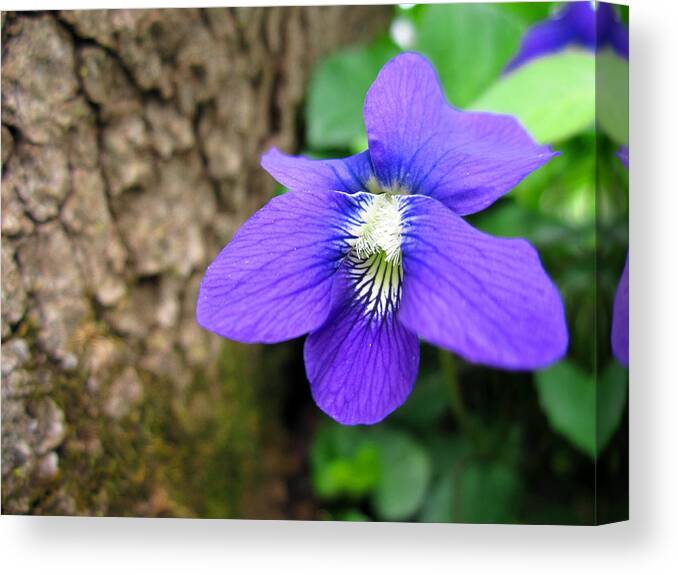 Wild Violet Canvas Print featuring the photograph Backyard Wild Violet by Cynthia Clark
