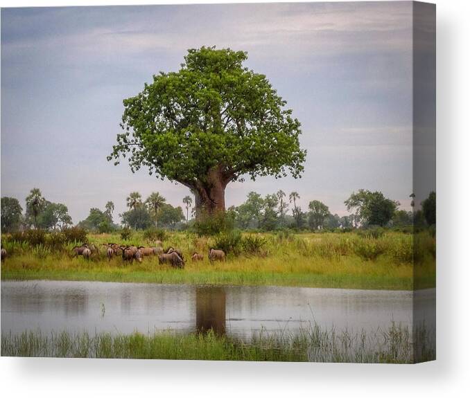 100324 Botswana & Zimbabwe Expeditions Canvas Print featuring the photograph Baobao Tree by Gregory Daley MPSA