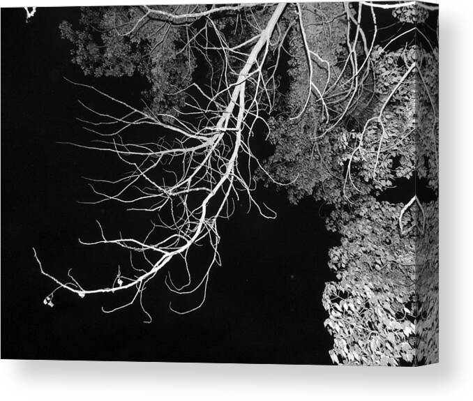 Tree Canvas Print featuring the photograph Bare Tree Branch by Eric Forster