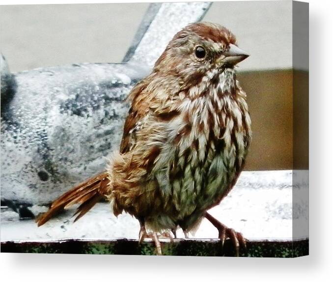 Bird Canvas Print featuring the photograph Bathe Then Fluff by VLee Watson