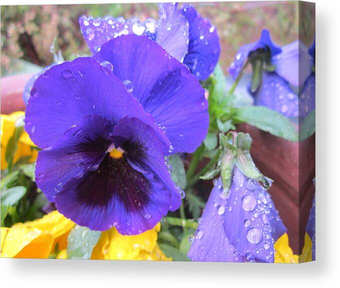 Pense Canvas Print featuring the photograph Beauties in the rain by Rosita Larsson