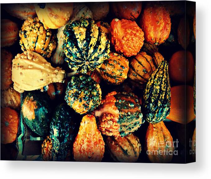 Gourds Canvas Print featuring the photograph Beautiful Gourds - Harbingers of Fall by Miriam Danar