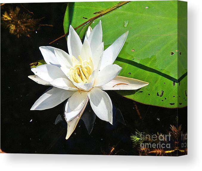 Lily Canvas Print featuring the photograph Beautiful lily by Karin Ravasio
