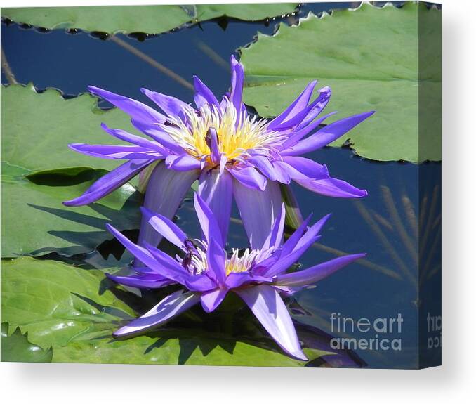 Photography Canvas Print featuring the photograph Beautiful Purple Lilies by Chrisann Ellis