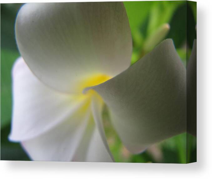 Plumeria Canvas Print featuring the photograph Beauty by Beth Vincent