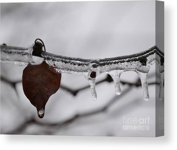Ice Canvas Print featuring the photograph Beauty of Ice by Jane Ford