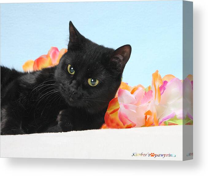Black Cat Print Canvas Print featuring the painting Bed of Flowers by Kimber Butler